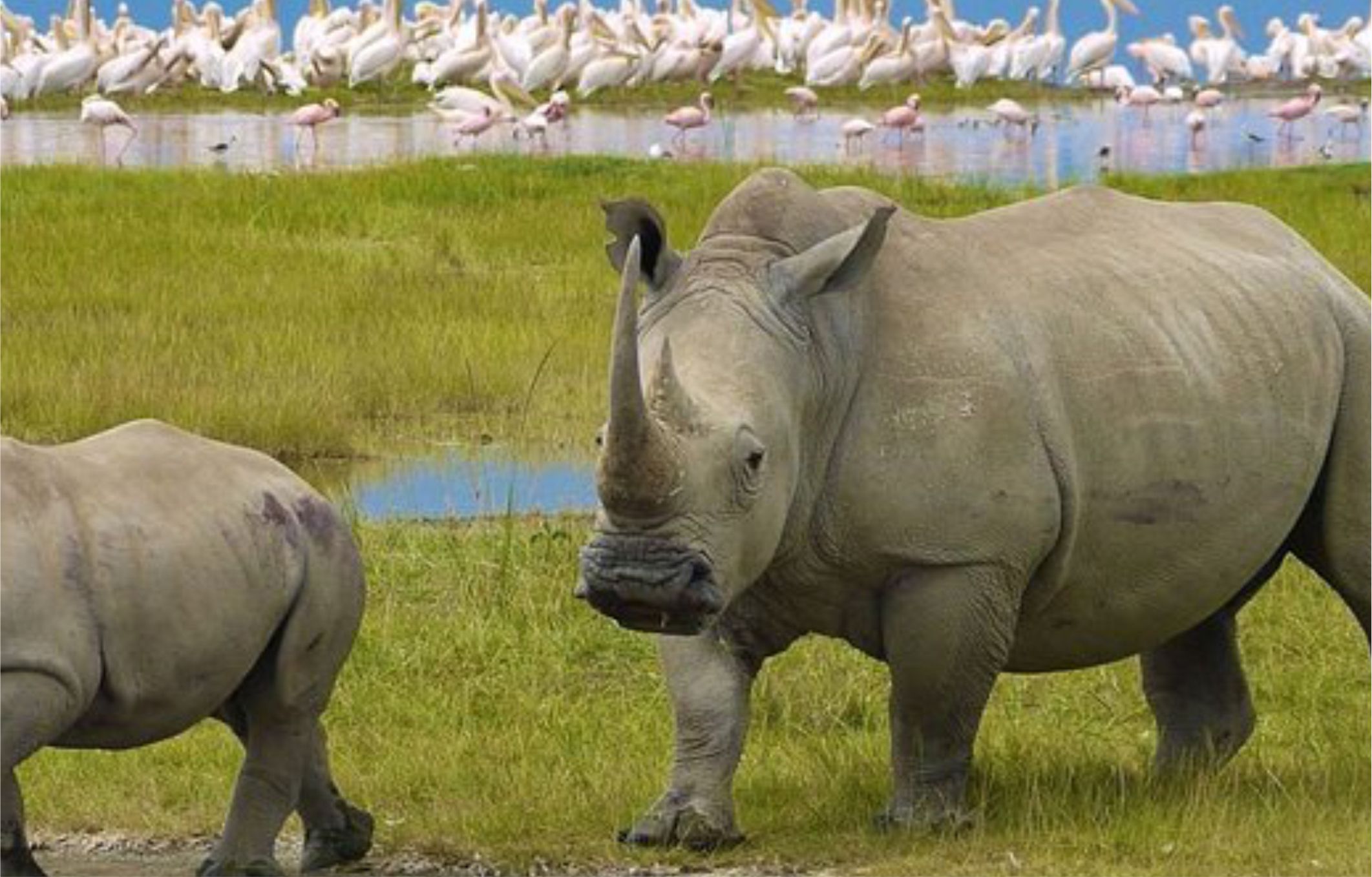 Nakuru National Park
